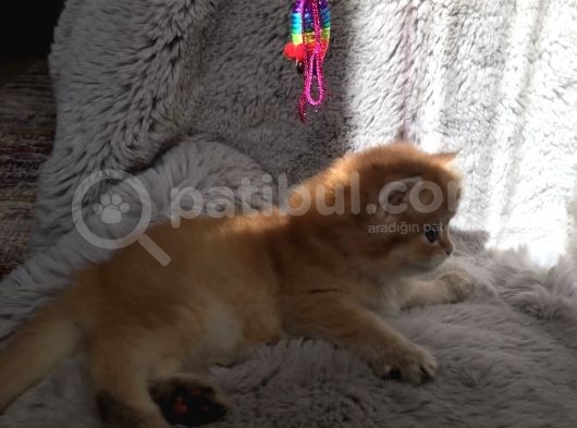 Golden British Shorthair görsel