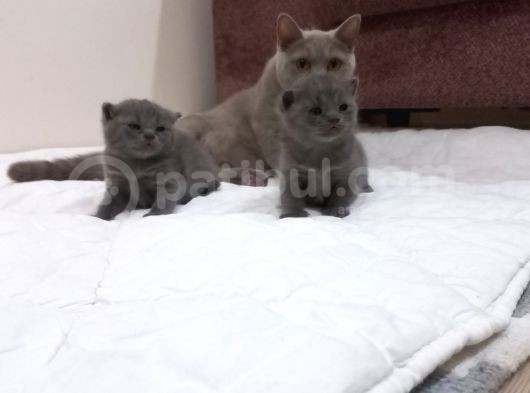 Kaliteli British Yavruları görsel