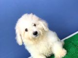 Sevimli Maltese Yavrular
