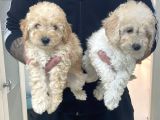 Red & Apricot  Tüy Yumağı Sevimli Toy Poodle Yavrularımız