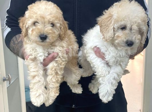 Red & Apricot  Tüy Yumağı Sevimli Toy Poodle Yavrularımız görsel