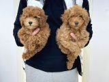 Red & Apricot  Tüy Yumağı Sevimli Toy Poodle Yavrularımız