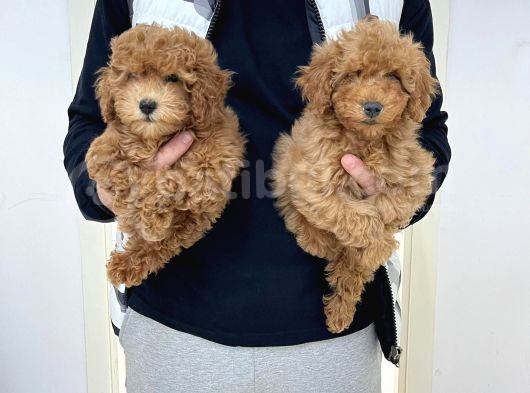 Red & Apricot  Tüy Yumağı Sevimli Toy Poodle Yavrularımız görsel