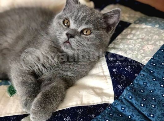 Tatlı Oğlum Yeni Yuvasını Arıyor görsel