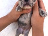 Blue Merle