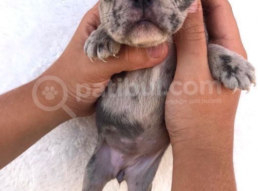 Blue Merle görsel