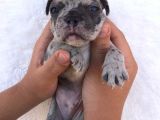 Blue Merle