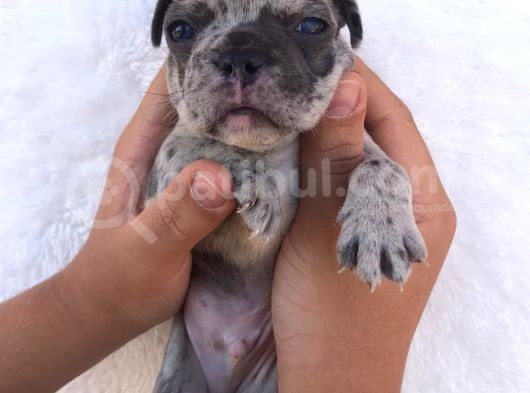 Blue Merle görsel