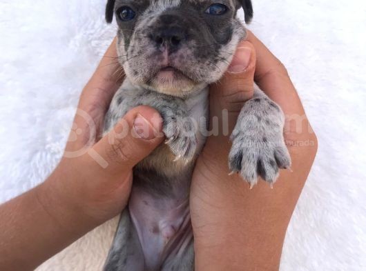 Blue Merle görsel