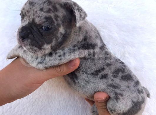 Blue Merle görsel