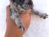 Blue Merle