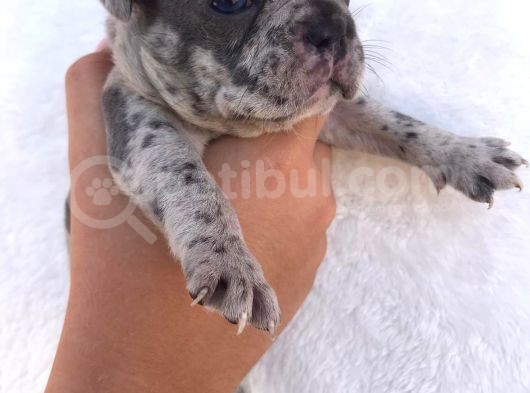Blue Merle görsel