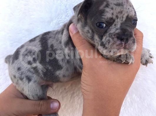Blue Merle görsel