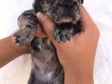 Blue Merle