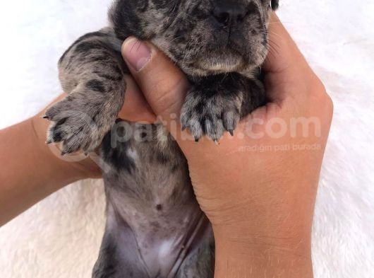 Blue Merle görsel
