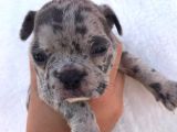 Blue Merle