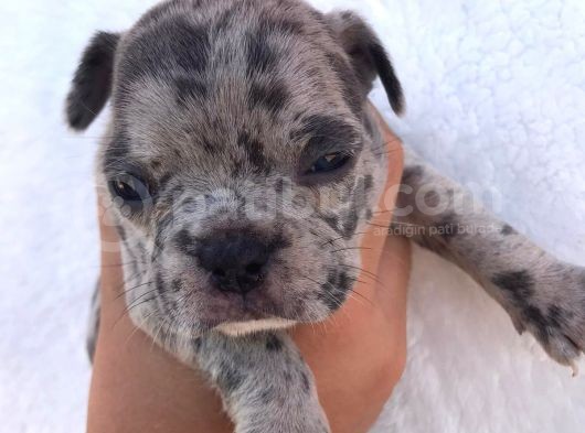 Blue Merle