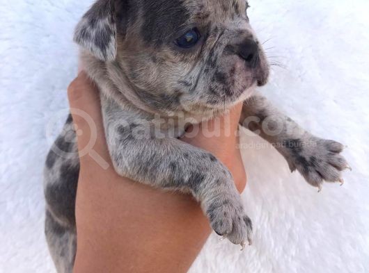 Blue Merle görsel