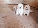 Chow Chow Yavruları