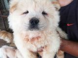 Chow Chow Yavruları