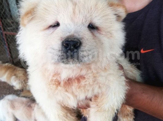 Chow Chow Yavruları görsel
