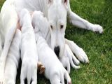 Secereli Uluslararası Dogo Argentino Yavruları