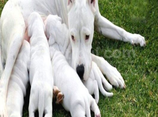 Secereli Uluslararası Dogo Argentino Yavruları