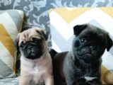 Safkan Pug Gül Kuyruk