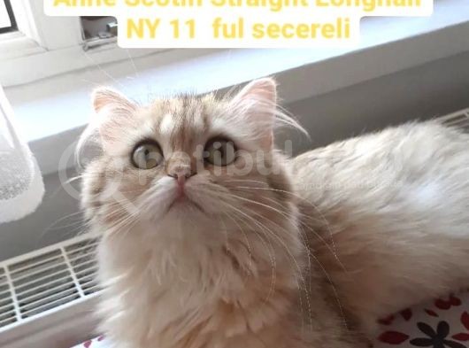 Scotih Longhair Gold Straight görsel