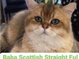 Scotih Longhair Gold Straight