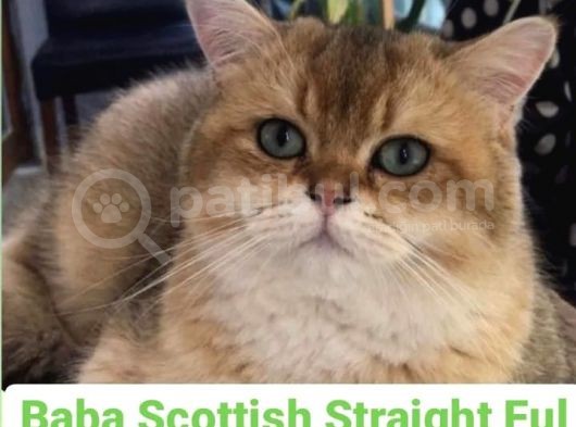 Scotih Longhair Gold Straight