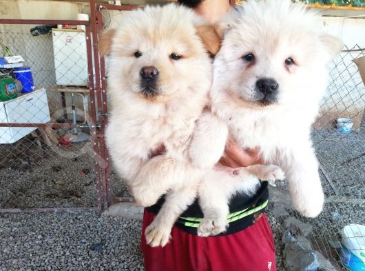 Chow Chow Yavruları görsel