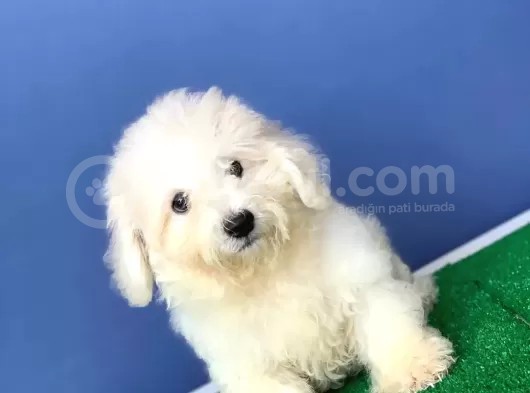 Sevimli Maltese Yavrular