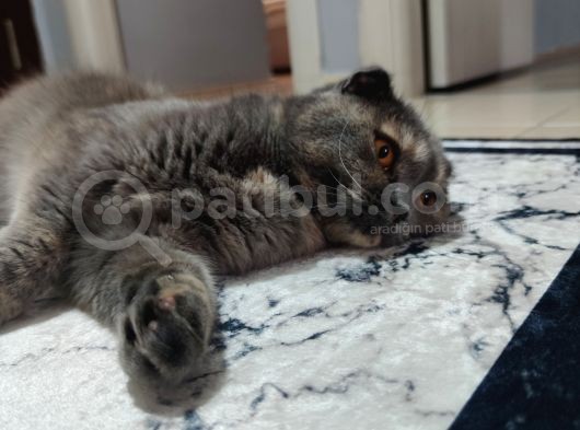 Kızıma Damat Arıyoruz görsel
