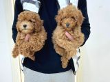 Red & Apricot  Tüy Yumağı Sevimli Toy Poodle Yavrularımız