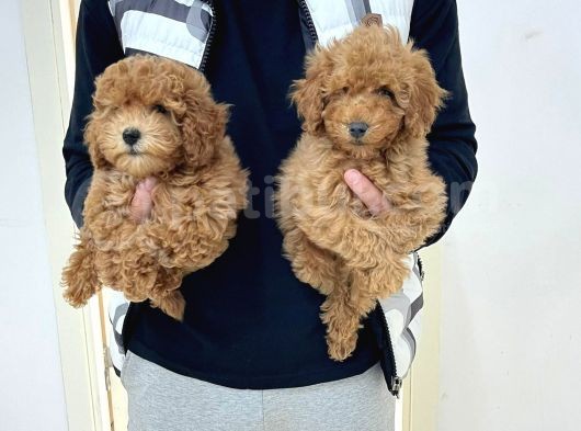 Red & Apricot  Tüy Yumağı Sevimli Toy Poodle Yavrularımız