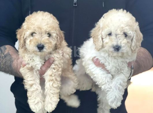 Red & Apricot  Tüy Yumağı Sevimli Toy Poodle Yavrularımız görsel