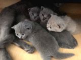 Ev Ortamından Anne Altından British Shorthair Scottish Fold Yavrular