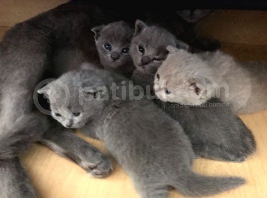 Ev Ortamından Anne Altından British Shorthair Scottish Fold Yavrular görsel