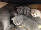 Ev Ortamından Anne Altından British Shorthair Scottish Fold Yavrular