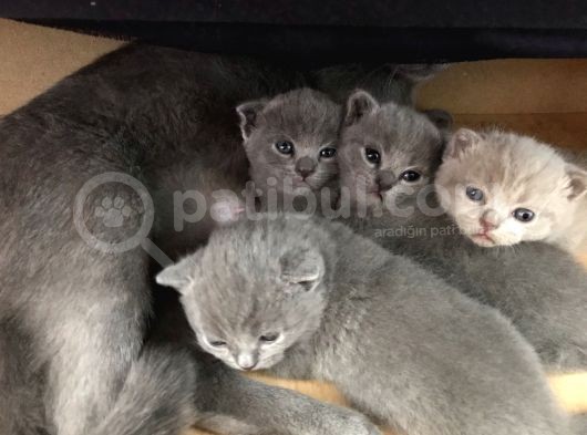 Ev Ortamından Anne Altından British Shorthair Scottish Fold Yavrular görsel