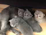 Ev Ortamından Anne Altından British Shorthair Scottish Fold Yavrular