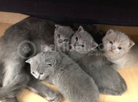 Ev Ortamından Anne Altından British Shorthair Scottish Fold Yavrular görsel