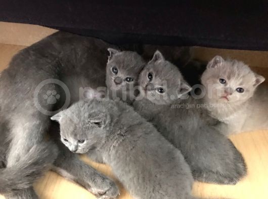 Ev Ortamından Anne Altından British Shorthair Scottish Fold Yavrular görsel