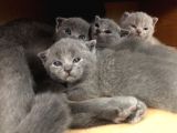 Ev Ortamından Anne Altından British Shorthair Scottish Fold Yavrular