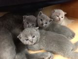 Ev Ortamından Anne Altından British Shorthair Scottish Fold Yavrular