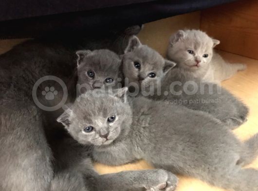 Ev Ortamından Anne Altından British Shorthair Scottish Fold Yavrular görsel