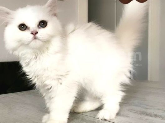 Safkan Pamuk Prenses görsel