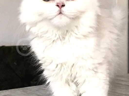 Safkan Pamuk Prenses
