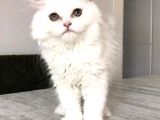 Safkan Pamuk Prenses